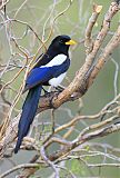 Yellow-billed Magpieborder=
